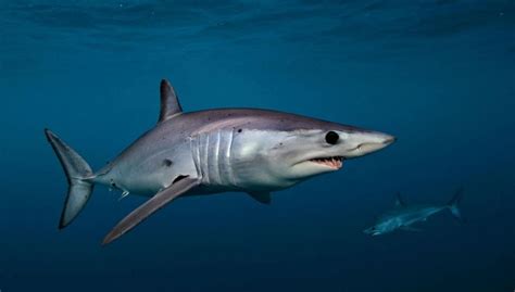 mako shark facts national geographic.